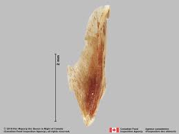 Image result for Cyperus nduru