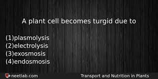 Unlike the animal cell the plant cell doesn't burst due to the cell wall; A Plant Cell Becomes Turgid Due To Neetlab
