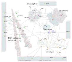 core proteins interaction chart based on m pneumoniae and b