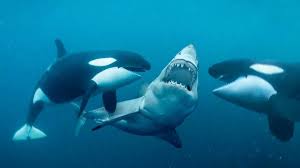 Orca predators overthrow great white sharks | Caliber.Az