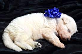 German shepherds dates back to as early as the 7th century a.d. Pin On German Shepherd Dogs