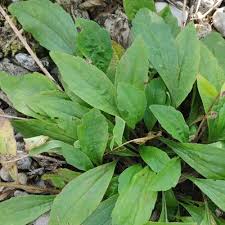 Image result for Amellus