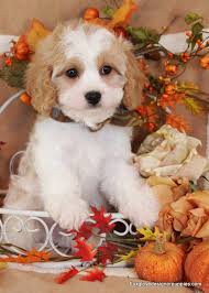 Review how much cavachon puppies for sale sell for below. Foxglove Designer Puppies Cavachon Puppies Cavachon Cavachon Dog