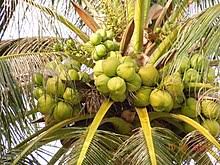 Maybe you would like to learn more about one of these? Coconut Wikipedia