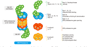 It is similar to the normal proteasome, but has three new catalytic subunits swapped into the core. Pdf Regulation Of Protein Degradation By Proteasomes In Cancer Semantic Scholar