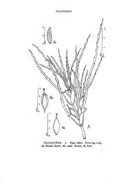 Image result for Najadaceae