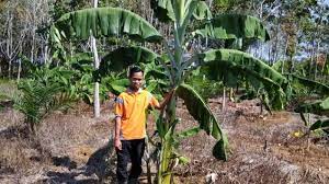 Makalah bila dilihat di kbbi mempunyai dua arti yang berbeda; Tumpang Sari Budidaya Kelapa Sawit Pisang Dalam Satu Lahan Gabungan Pengusaha Kelapa Sawit Indonesia Gapki