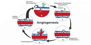 Image result for Angiogenesis