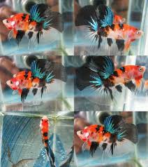 Thai Import Orange Black Koi Halfmoon Hm Live Male Betta Betta Tropical Fish Tanks Betta Fish