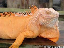 Rainbow Of Green Iguanas Ians Vivarium Reptile Forum Green Iguana Iguana Iguana Care