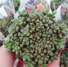 Image result for Anacampseros subnuda