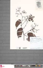 Image result for Cissus glaucophylla