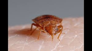'Ideal' Temperature To Wash Bed Bugs And Their Eggs From Your Bed Sheets -  Mirror Online