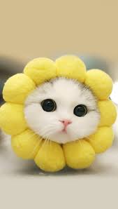  Husna Roykfc117 Profil Pinterest