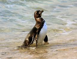 The body of this penguin is designed to enable it to live in locations that are cooler both in overall temperatures and cooler water temperatures. The Galapagos Penguin Discovering Galapagos