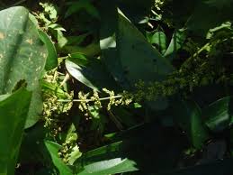 Image result for Dioscorea asteriscus