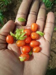 Image result for Dovyalis macrocalyx