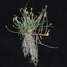 Image result for Eleocharis marginulata