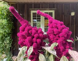 Image result for Amaranthus