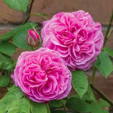 3.7 out of 5 stars. Roses Ideal For Growing As Hedges David Austin Roses