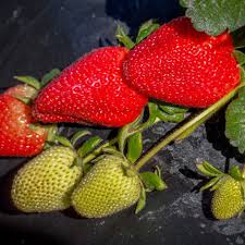 The cindy margurita strawberry and basal : Day Neutral Strawberry Varieties Lassen Canyon Nursery