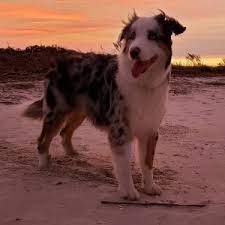 They will need their shots. Best Australian Shepherd Breeders In California 2021 We Love Doodles