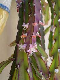 Lepismium houlletianum (snowdrop cactus) | world of succulents. Plants Seeds Bulbs Lepismium Cruciforme Cactus Plant Garden Patio Cruzeirista Com Br