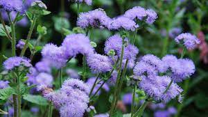 Once called floss flower because the flowers have a fluffy look, kind of like lavender cotton candy, ageratum thrives in gardens, landscapes, and containers. Ageratum Houstonianum Blue Horizon Floss Flower
