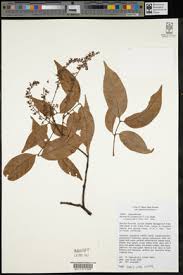 Image result for Haplocoelum inoploeum