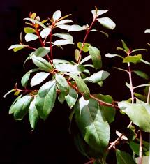 Image result for Catha edulis