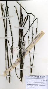 Image result for Striga linearifolia