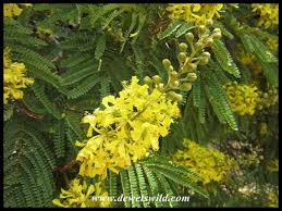 Image result for Peltophorum africanum