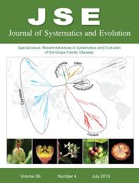Image result for Cyphostemma heterotrichum