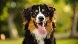 We did not find results for: Bernese Mountain Dog Price Temperament Life Span