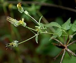 Image result for Bidens biternata