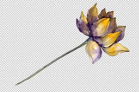 Power 7 color chakra sign symbol, colorful lotus flower symbol. Lotus Flower Watercolor Png By Mystocks Thehungryjpeg Com