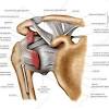 The shoulder plays a key role in the blood flow to the arms. Https Encrypted Tbn0 Gstatic Com Images Q Tbn And9gcr6hwiahbsj4kmdv88zuylzarjr5o8fubdsx6ejma7vrlnbjcse Usqp Cau