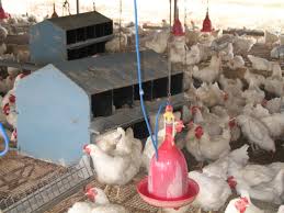How long does a chicken take to grow an egg? Poultry Chicken Broilers