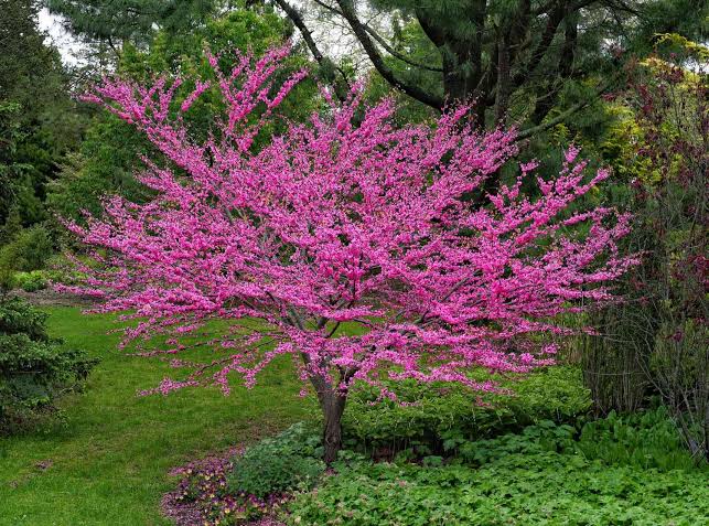 Redbud is a Rapid-grower and Makes a Great Yard Tree