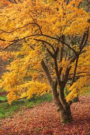 Check spelling or type a new query. Beautiful Colorful Vibrant Red And Yellow Japanese Maple Trees I Photograph By Matthew Gibson