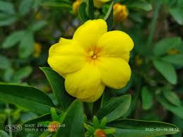 Image result for Jasminum schimperi