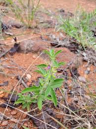 Image result for Endostemon tereticaulis