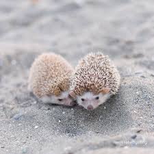 These spines are actually hollow hairs that are reinforced by keratin, the same component that makes up our human fingernails. A Day In The Life Of Amelia The Hedgehog Best Of The Web Cute Animals Cute Baby Animals Animals