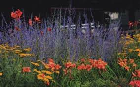 The following is a guide to the dangers of growing russian sage. Russian Sage Perovskia Powerful Perennials