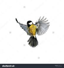 Bird With Wings Spread Images Pin On Photography Ideas