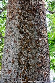 Image result for Khaya anthotheca