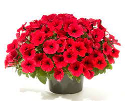 Good And Plenty Red Petunia Hybrid Petunias Red Plants Good N Plenty