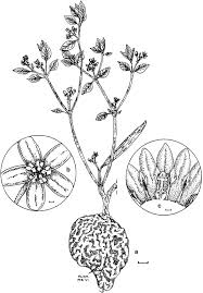 Image result for Raphionacme monteiroae