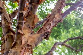 (red oak) leaf cytokinins (cks) were profiled within four locations throughout the inner and outer layers of a mature sugar maple (acer saccharum) canopy. Paperbark Maple Care And Growing Guide