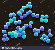 Staph Aureus Stockfotos Und Bilder Kaufen Alamy